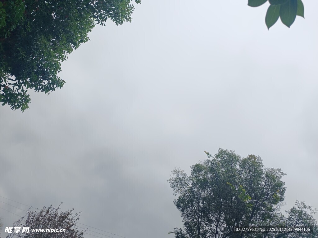 阴天树林景象