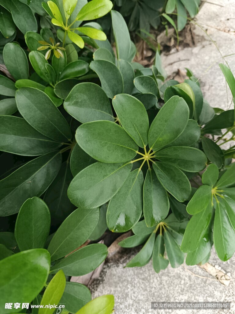 翠绿海桐叶