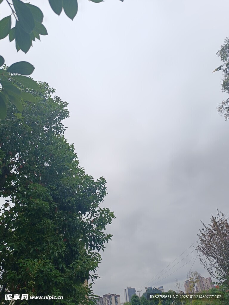 云雾缭绕中的葱郁树林