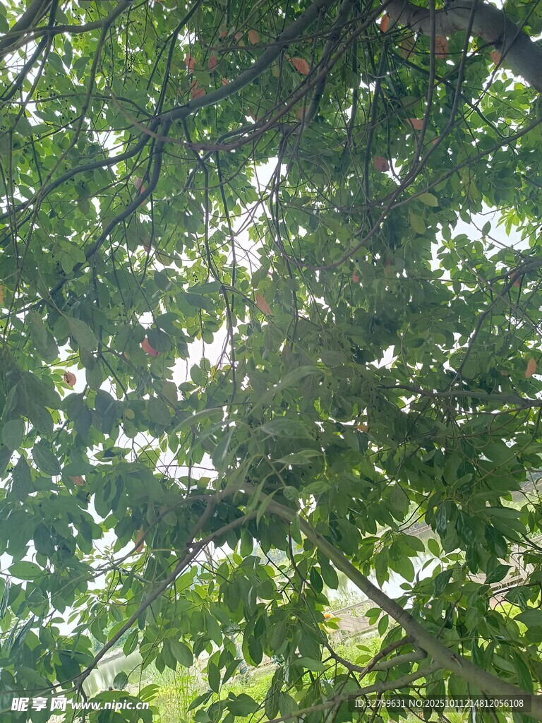 阳光透过树叶的绿意景象