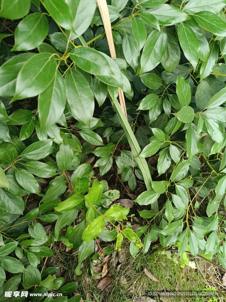 绿叶丛中的细长植物