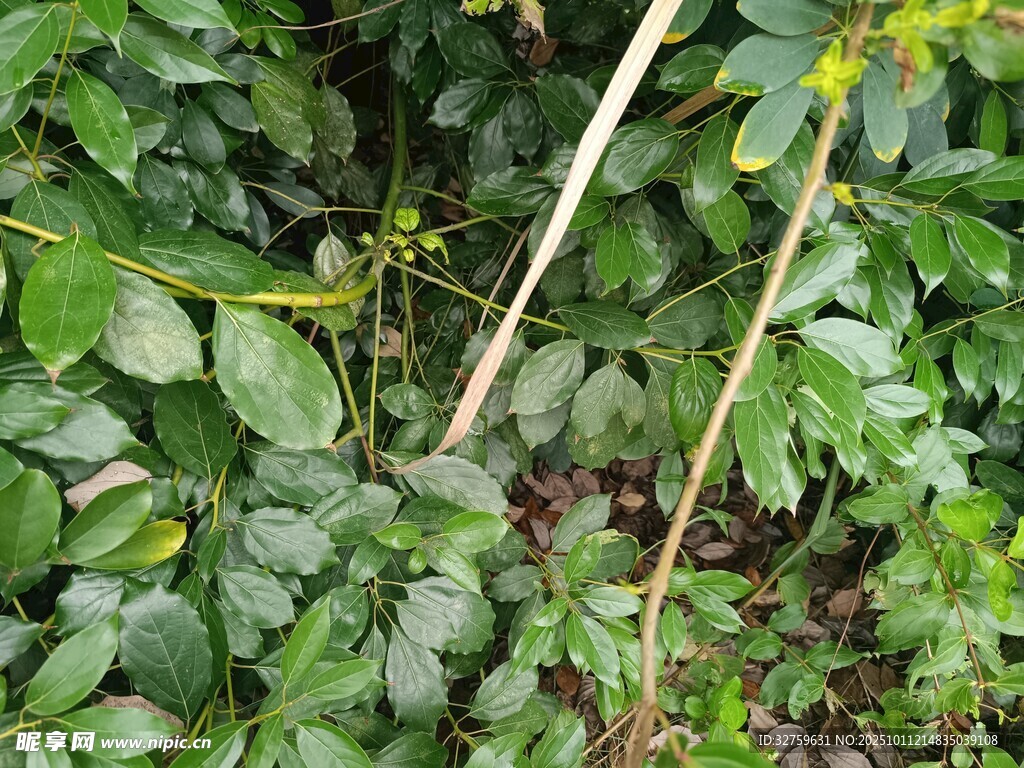 绿叶间的植物茎干