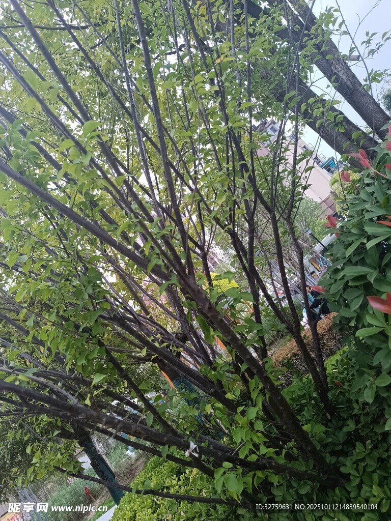 繁茂树枝与绿叶景观