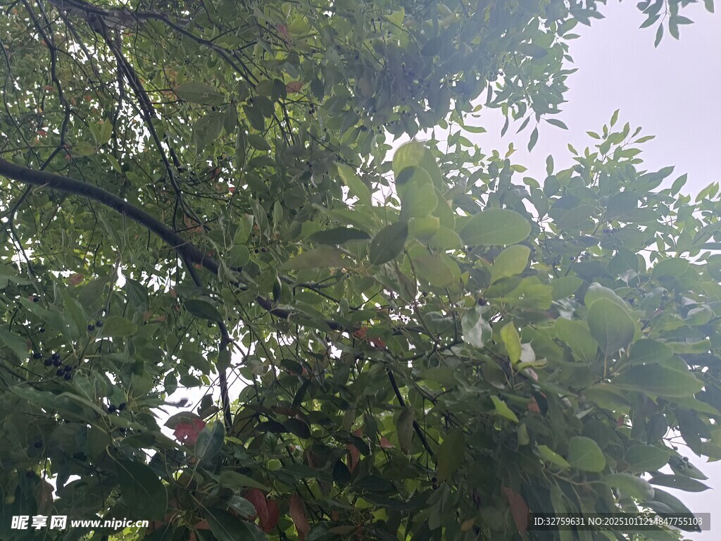 繁茂绿树 