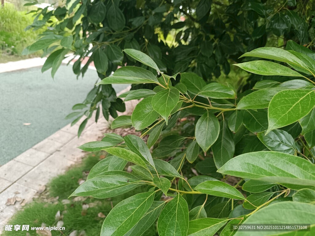 路边翠绿繁茂的树叶