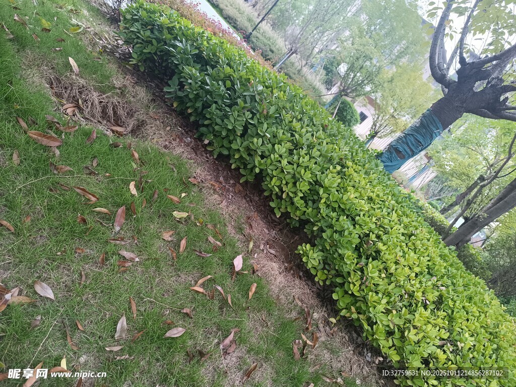 路边翠绿灌木丛景观