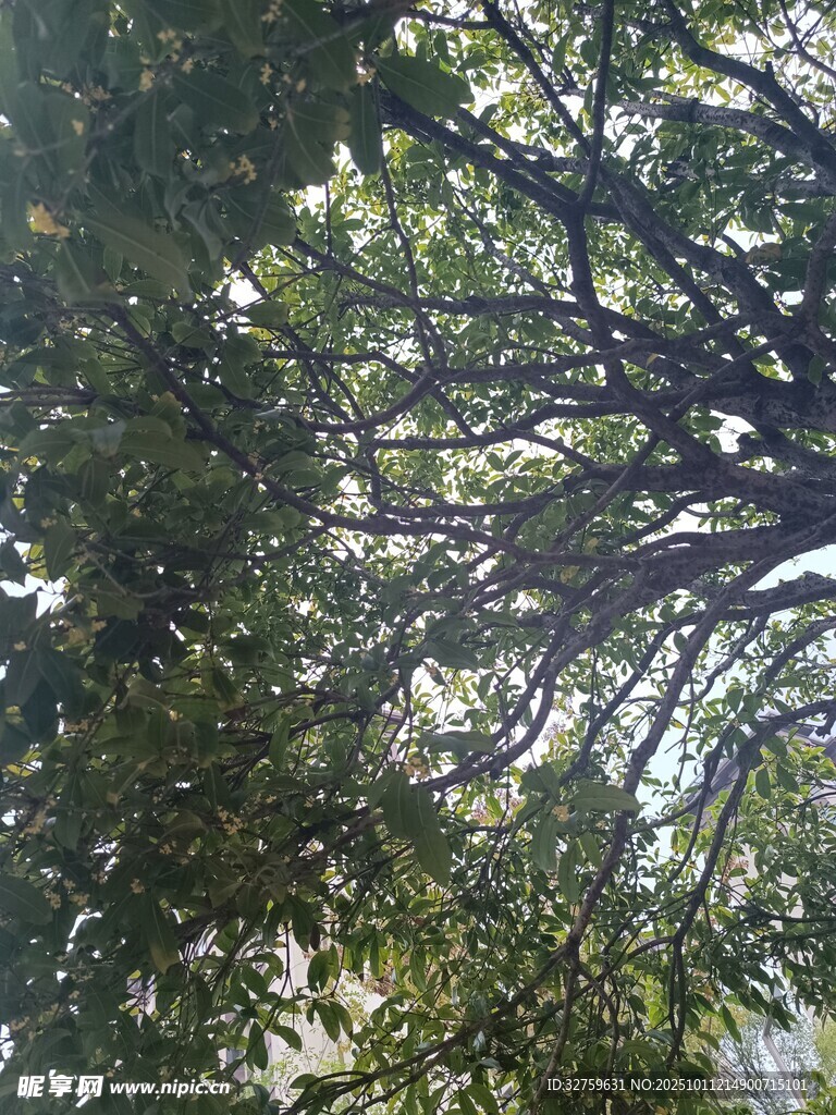 仰视茂密树林枝叶景观