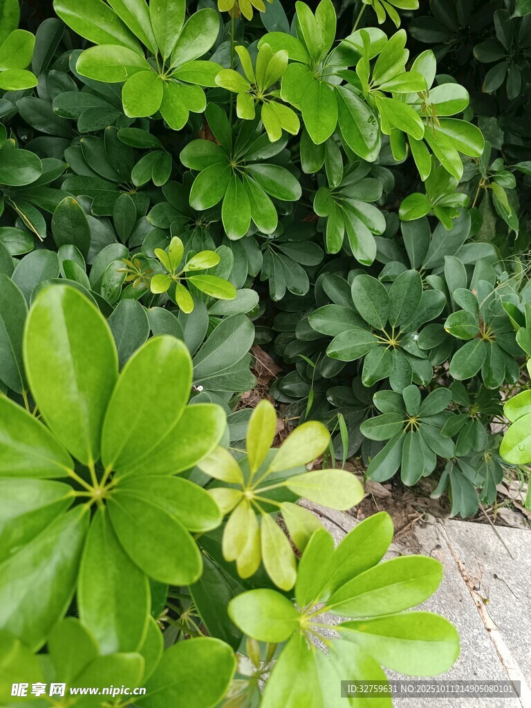 翠绿叶片的繁茂植物