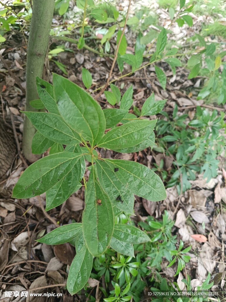 绿叶繁茂的地面植物