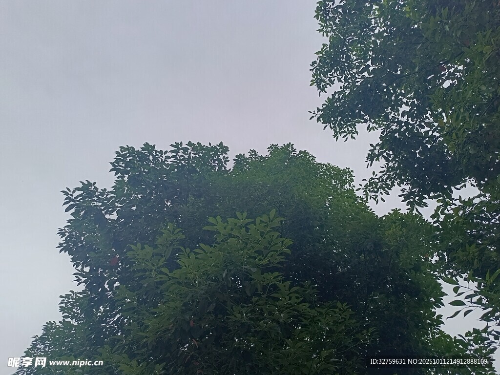 仰视茂密树林树冠