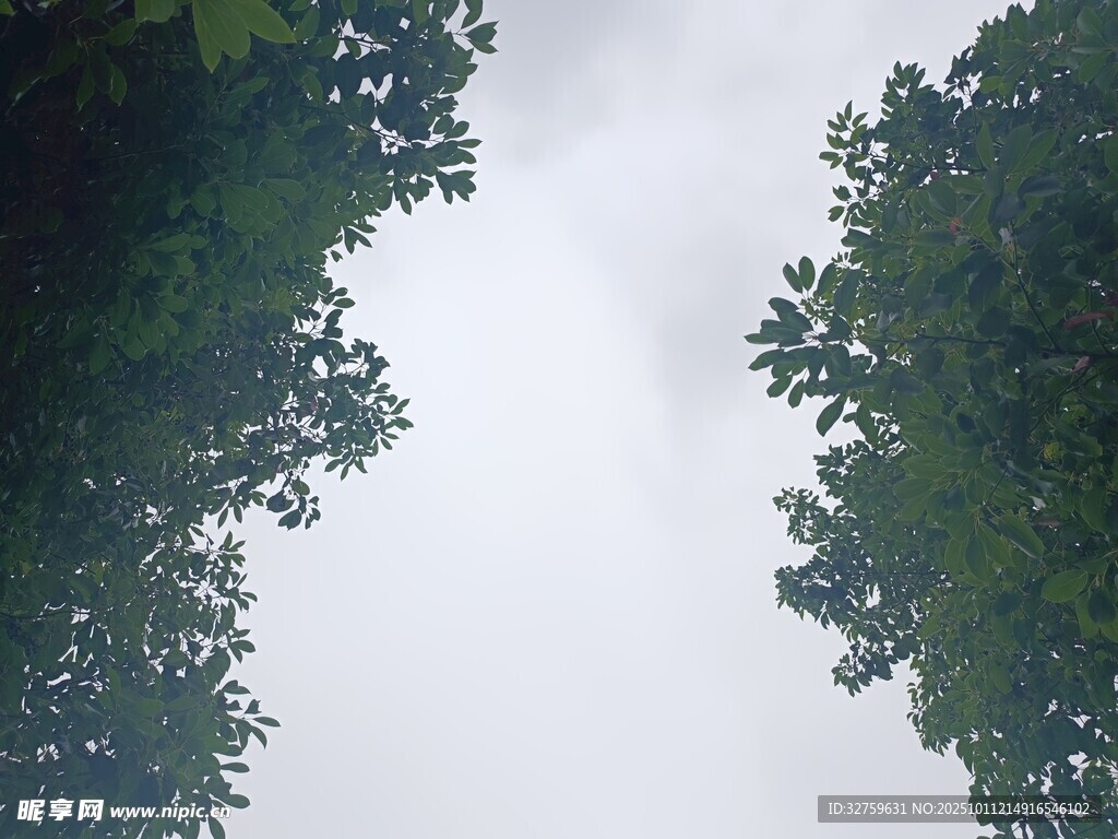 仰视绿树间的灰白天空