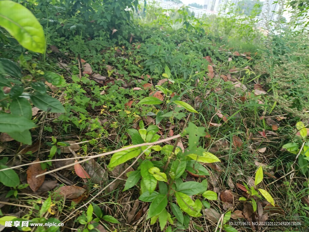 茂密绿植中的自然景象