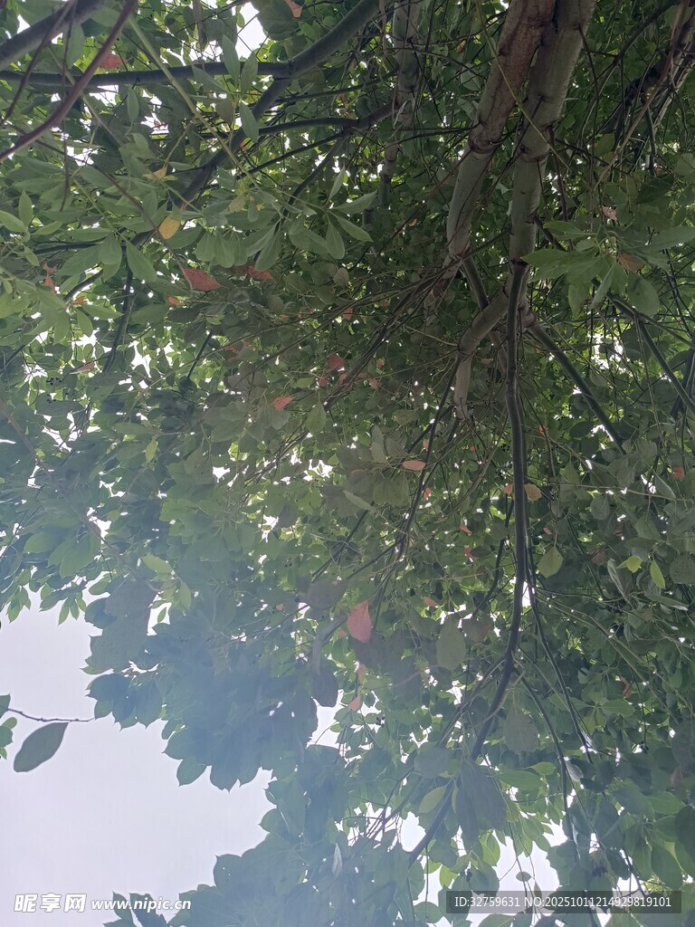 仰视繁茂枝叶间的天空