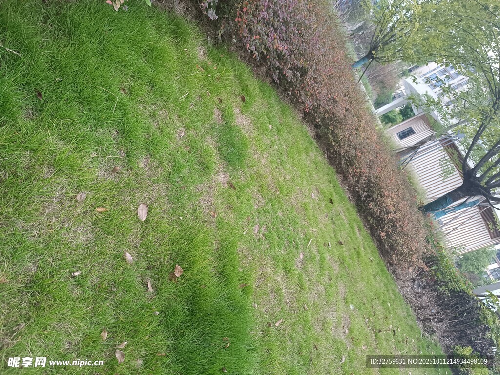 斜坡上的绿草与路边景象