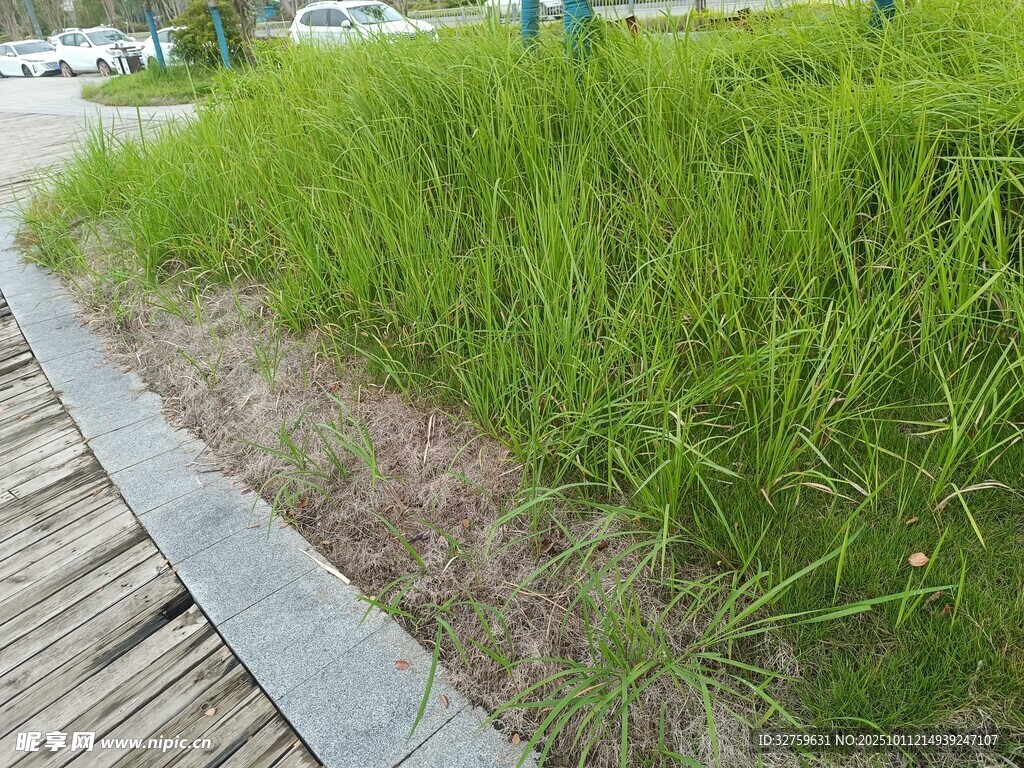 路边茂盛的绿色野草