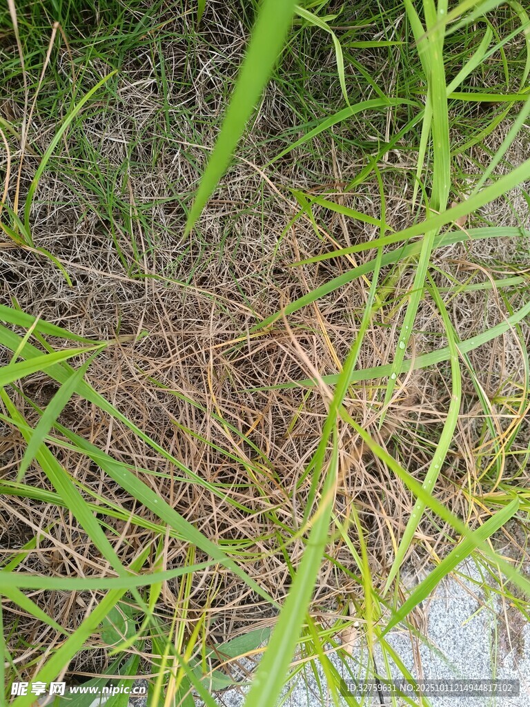 草丛中的自然景象