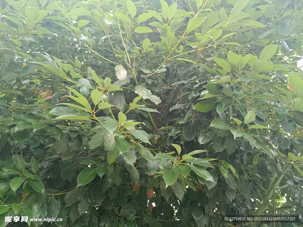茂密绿叶中的植物景象