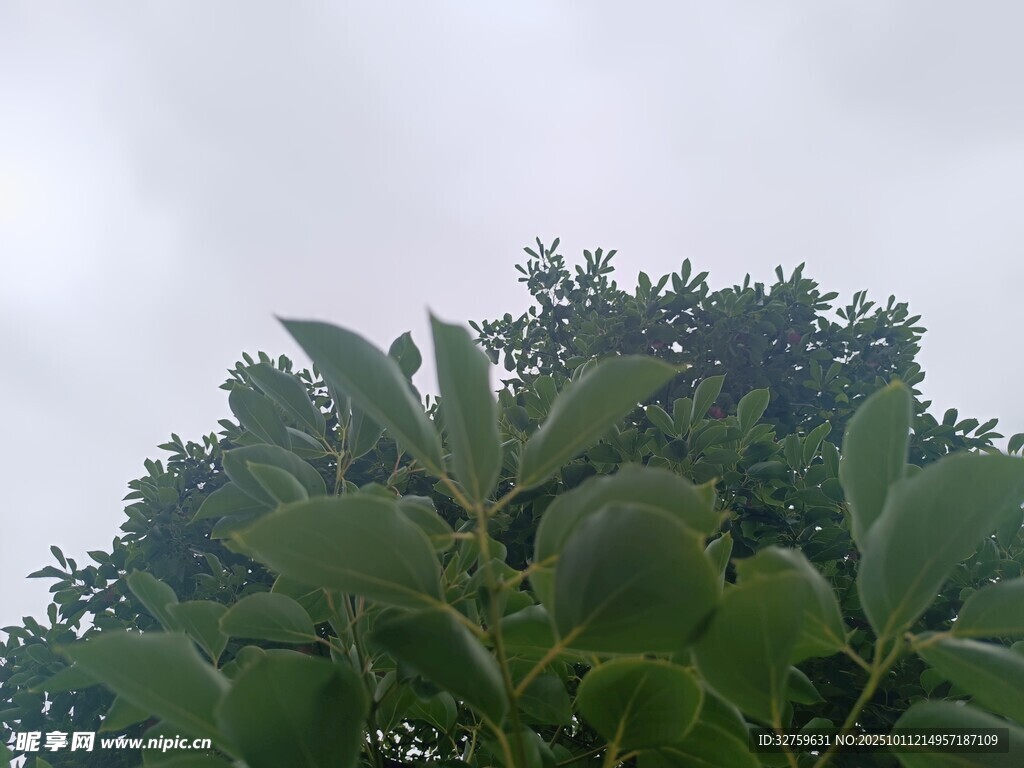 绿叶繁茂的树冠