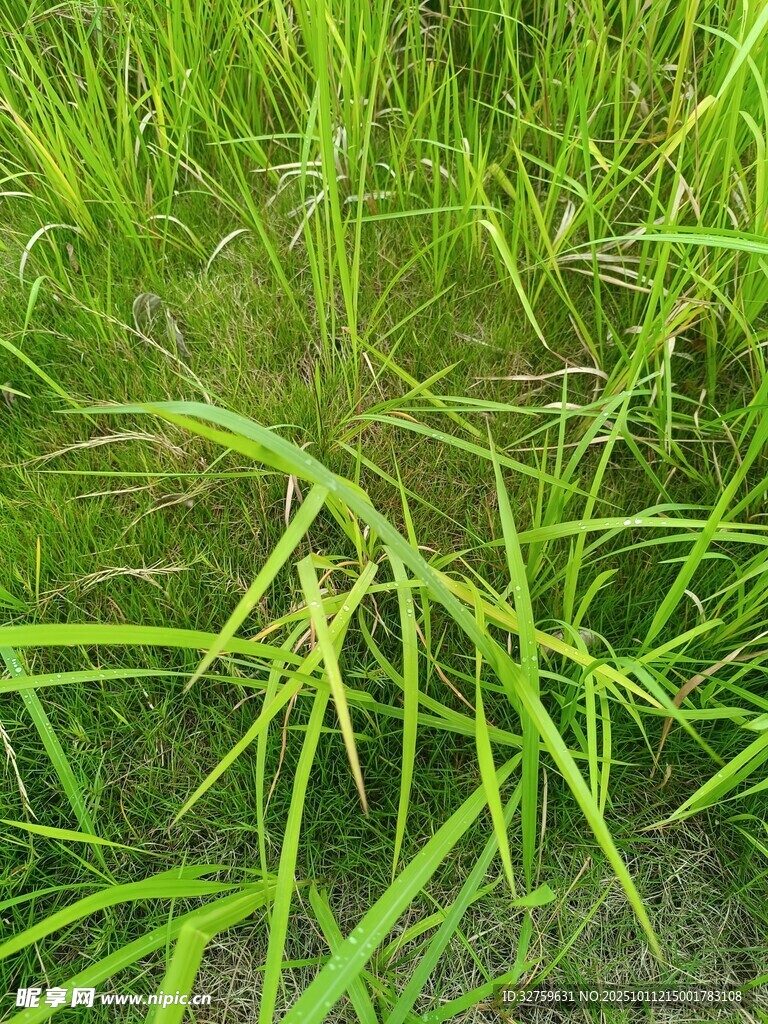 翠绿茂盛的水生植物
