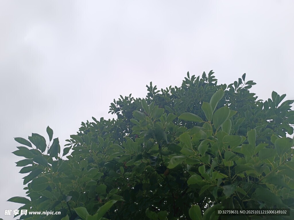 茂密绿树顶 