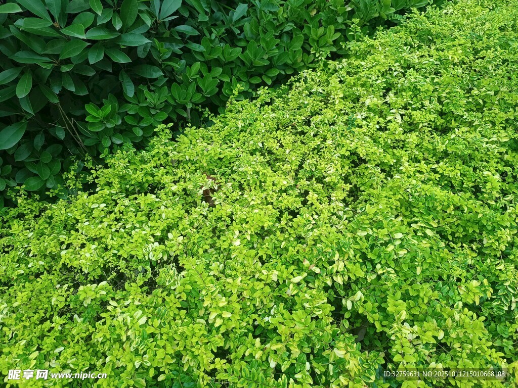 翠绿繁茂的蓬勃植物景观