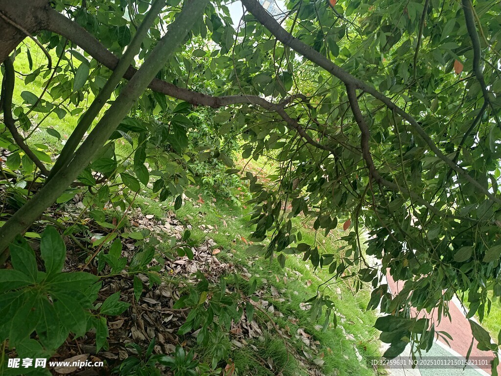 绿意盎然的林间小道