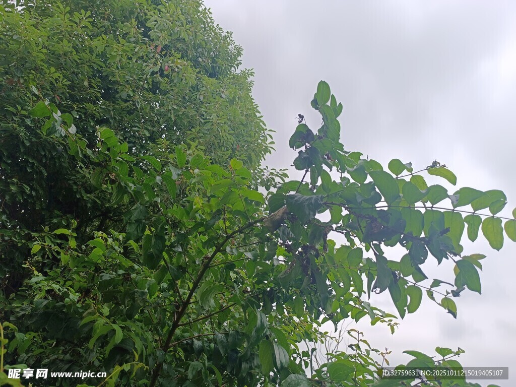繁茂绿树与朦胧天空