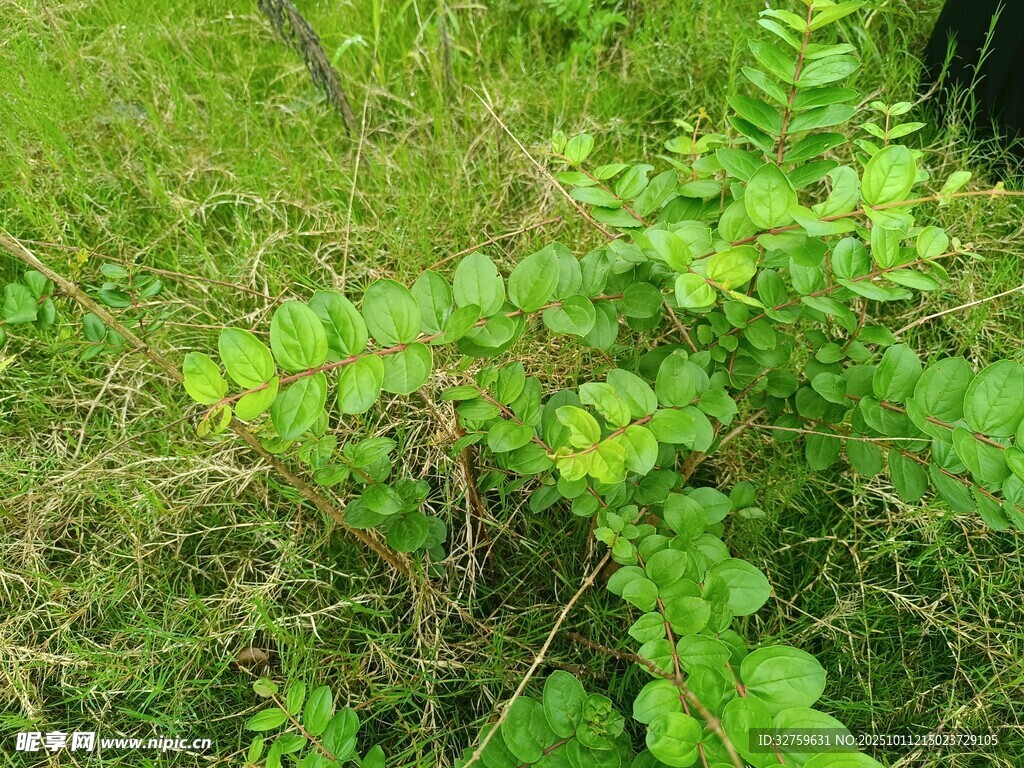 翠绿蕨类植物生机勃勃