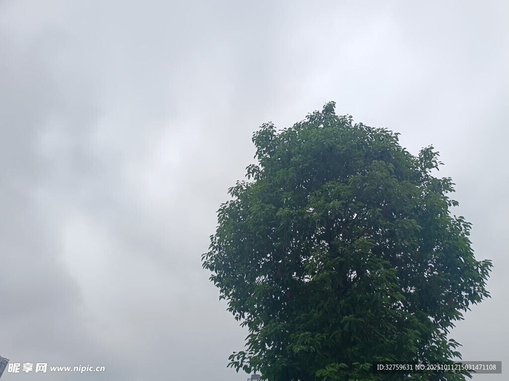 天空下的葱郁大树