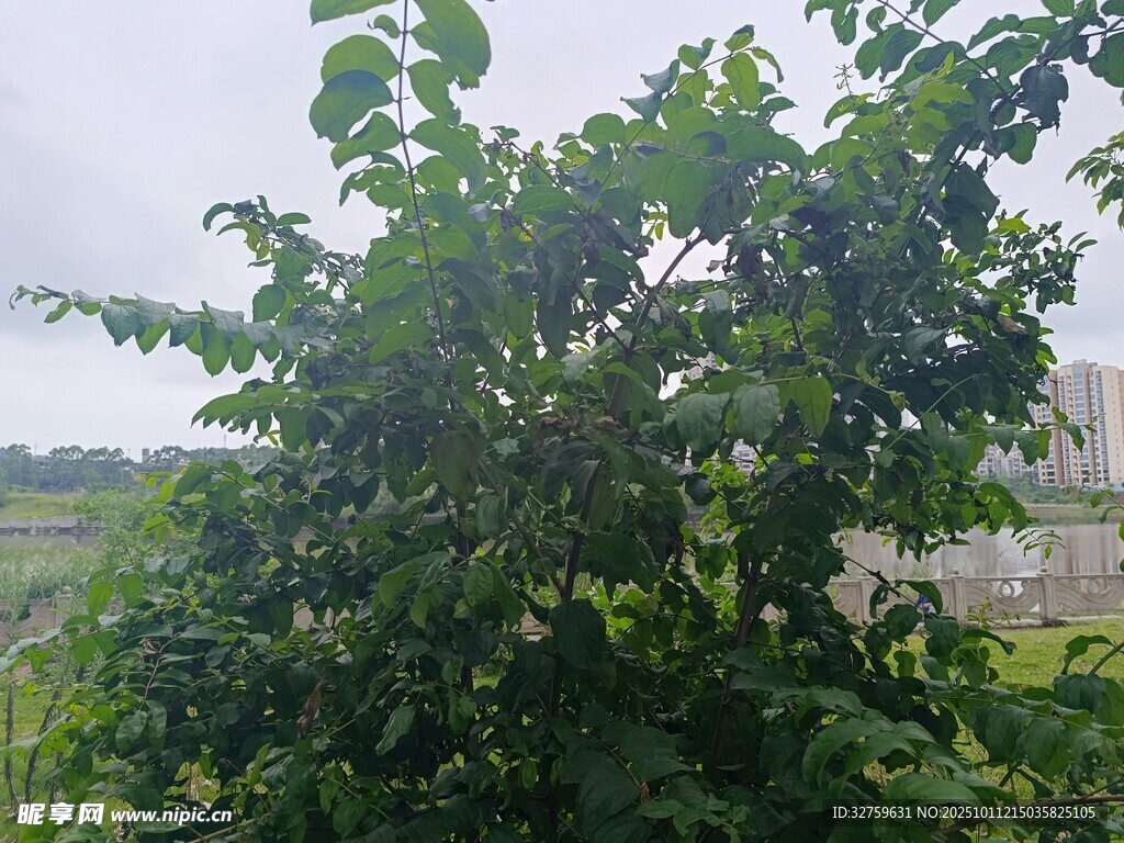 绿叶繁茂的树木景观