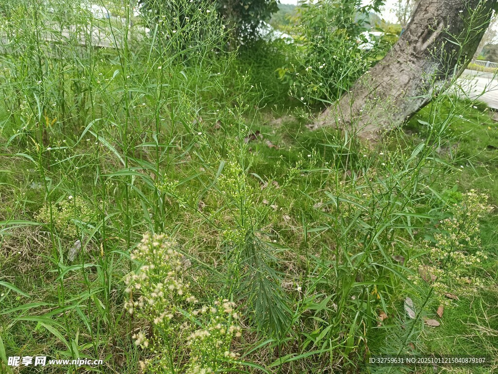 野外草地与树木景象