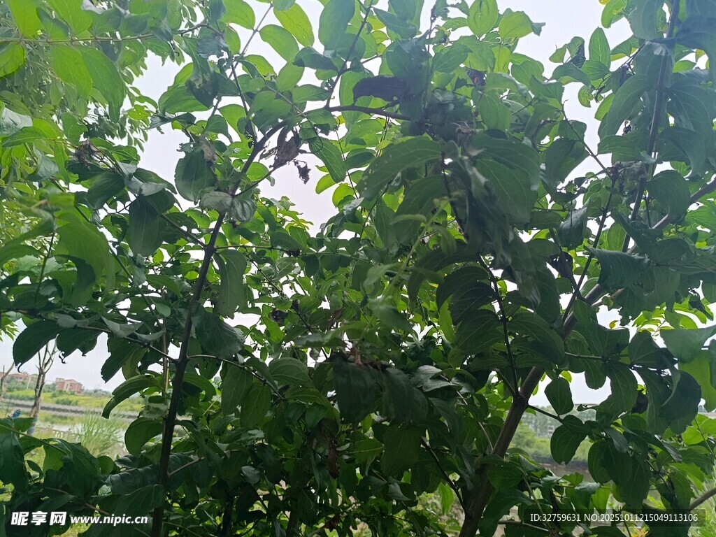 繁茂绿叶间的自然景致