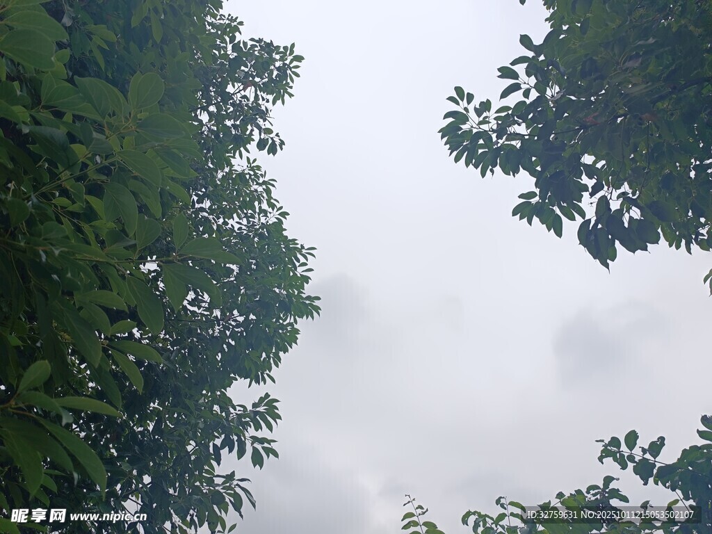 仰视绿树间的灰白天空