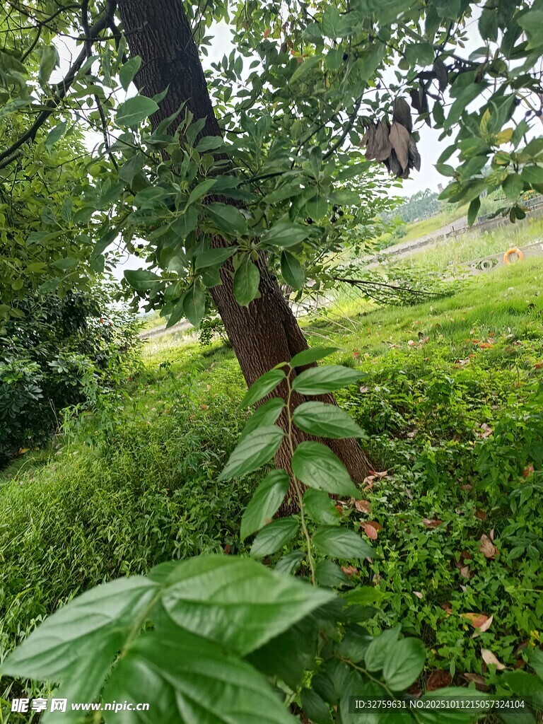 绿意盎然的林间植物景观