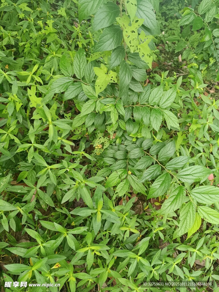 绿意盎然的繁茂植物