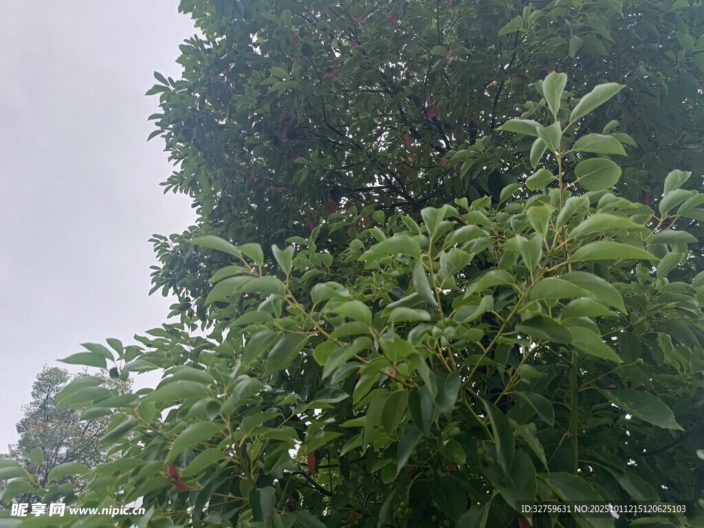 雨中葱郁的繁茂绿植