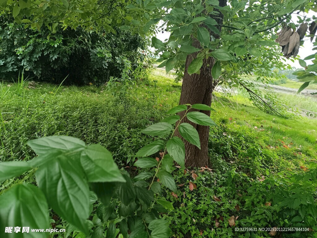 绿意盎然的林间植物景观
