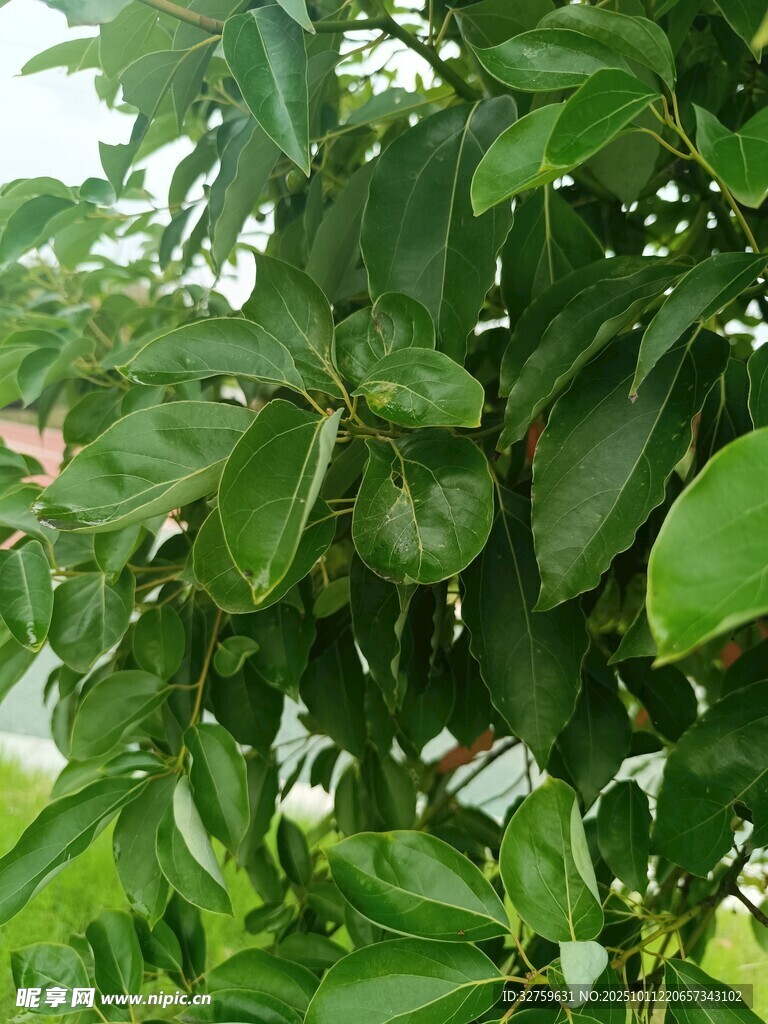 绿叶繁茂的植物