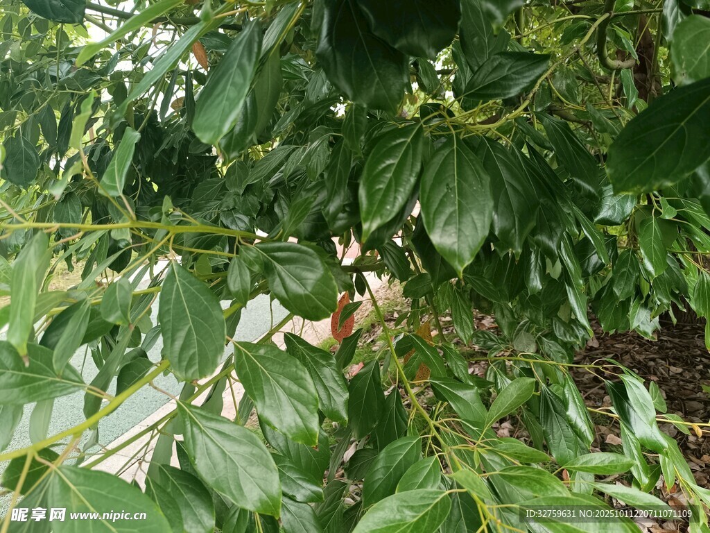 枝叶间的隐秘景象