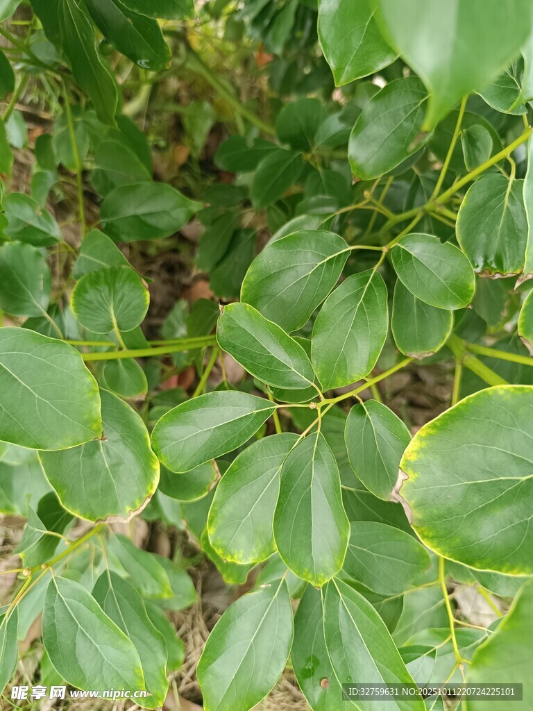 翠绿叶片植物特写