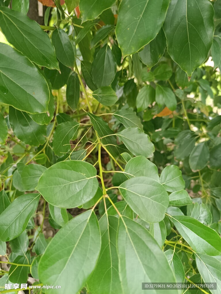 绿叶繁茂的植物特写