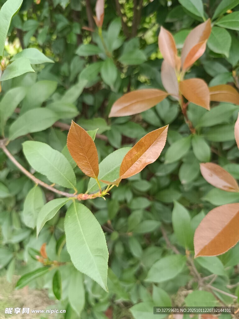 红绿叶植物特写