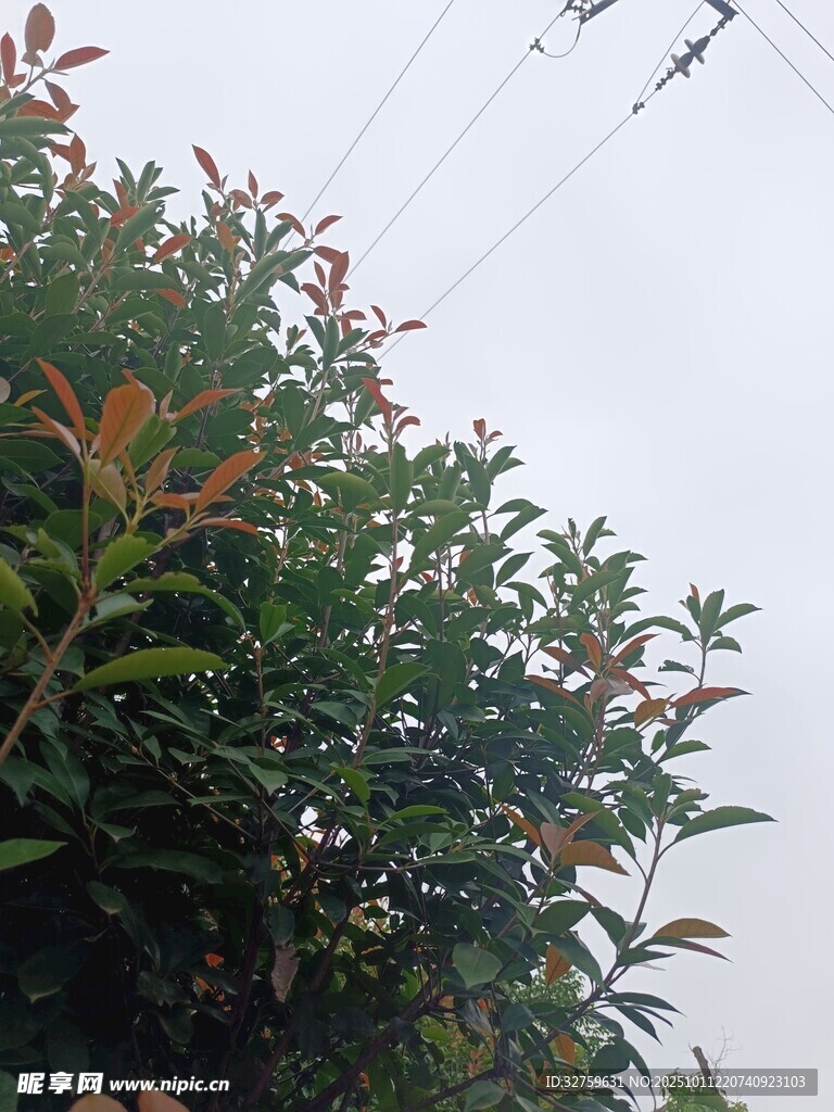 枝叶繁茂的绿植