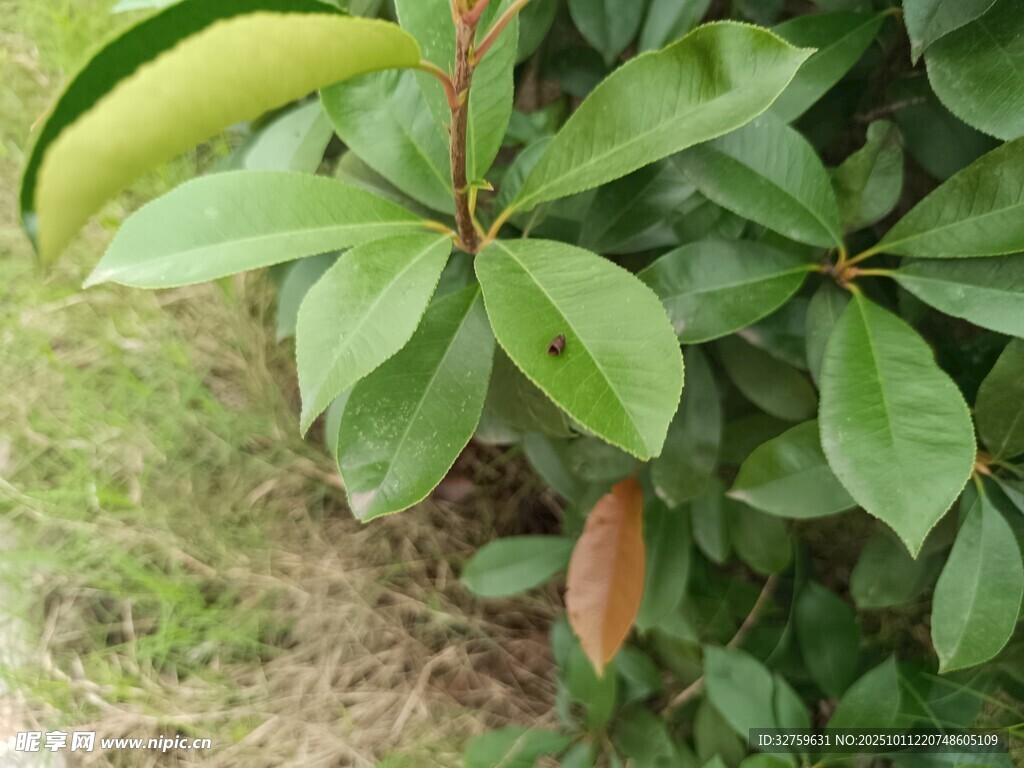 绿叶间的红果植物