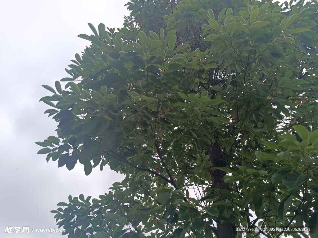 高大繁茂的绿树