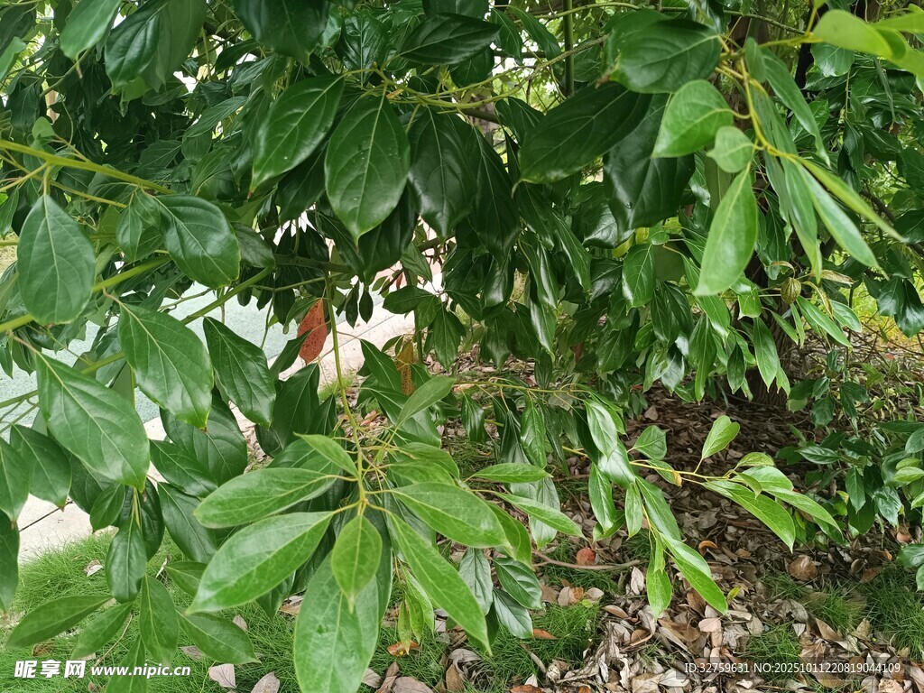 绿叶繁茂的树木景象