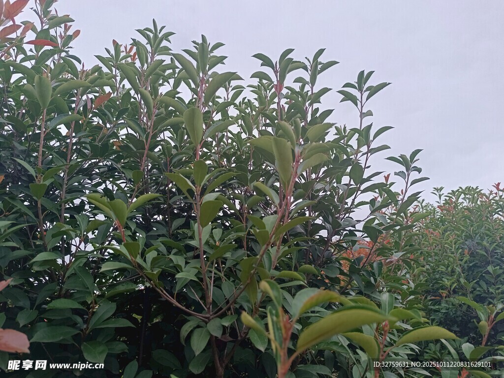 繁茂绿植 