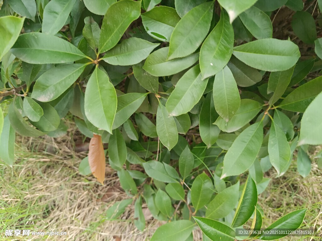 绿叶丛中的红色植物