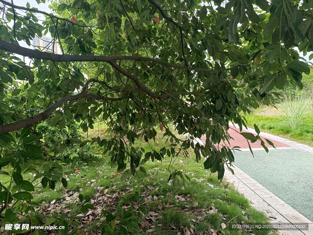 路边绿荫下的自然景致