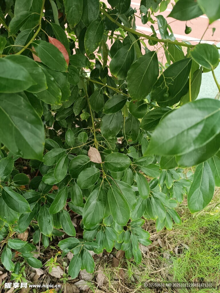 绿叶丛中的果实植株